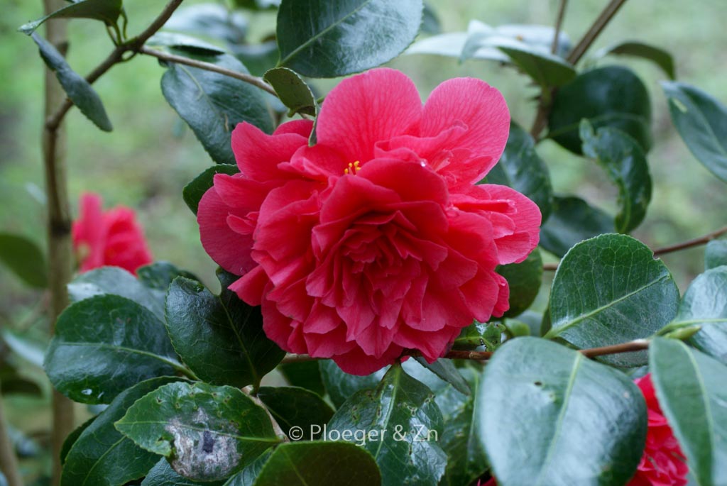 Camellia japonica ‘Souvenir de Hubert Thoby’