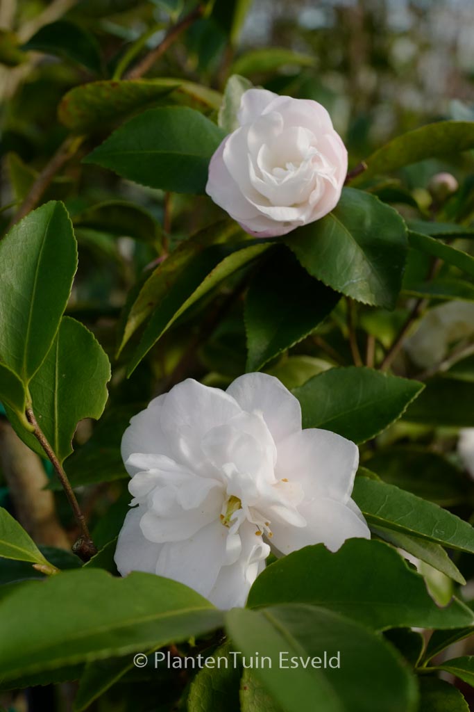Camellia lutchuensis ‘Ito Hybride’