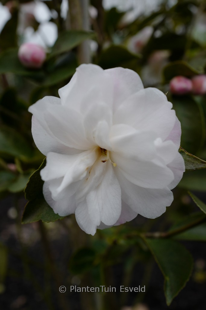 Camellia lutchuensis