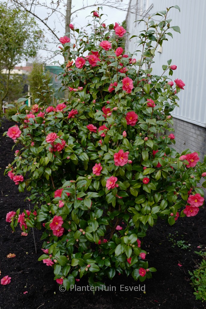 Camellia reticulata ‘Mary Williams’