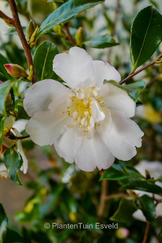 Camellia sasanqua ‘Duffy Alan’