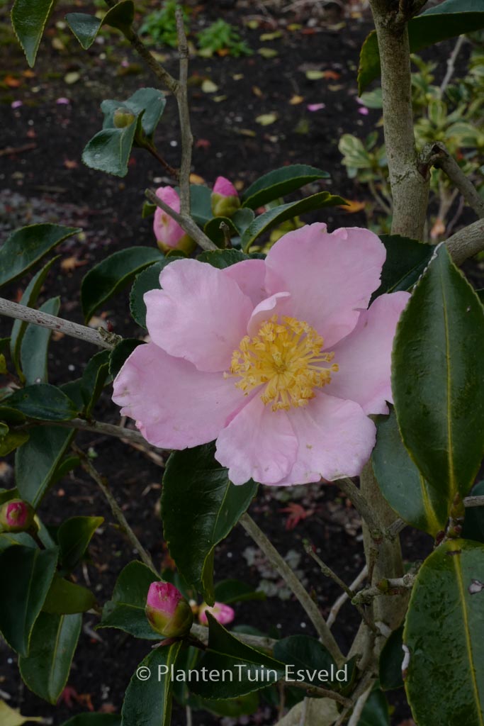 Camellia sasanqua ‘Misty Moon’