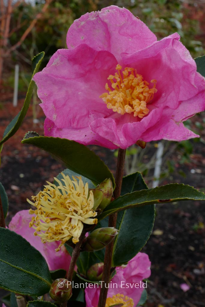 Camellia sasanqua ‘Nodami-ushiro’
