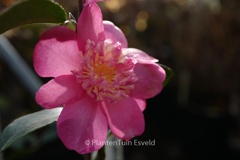 Camellia sasanqua ‘Paradise Belinda’
