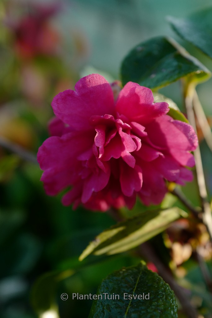 Camellia sasanqua ‘Paradise Caroline’