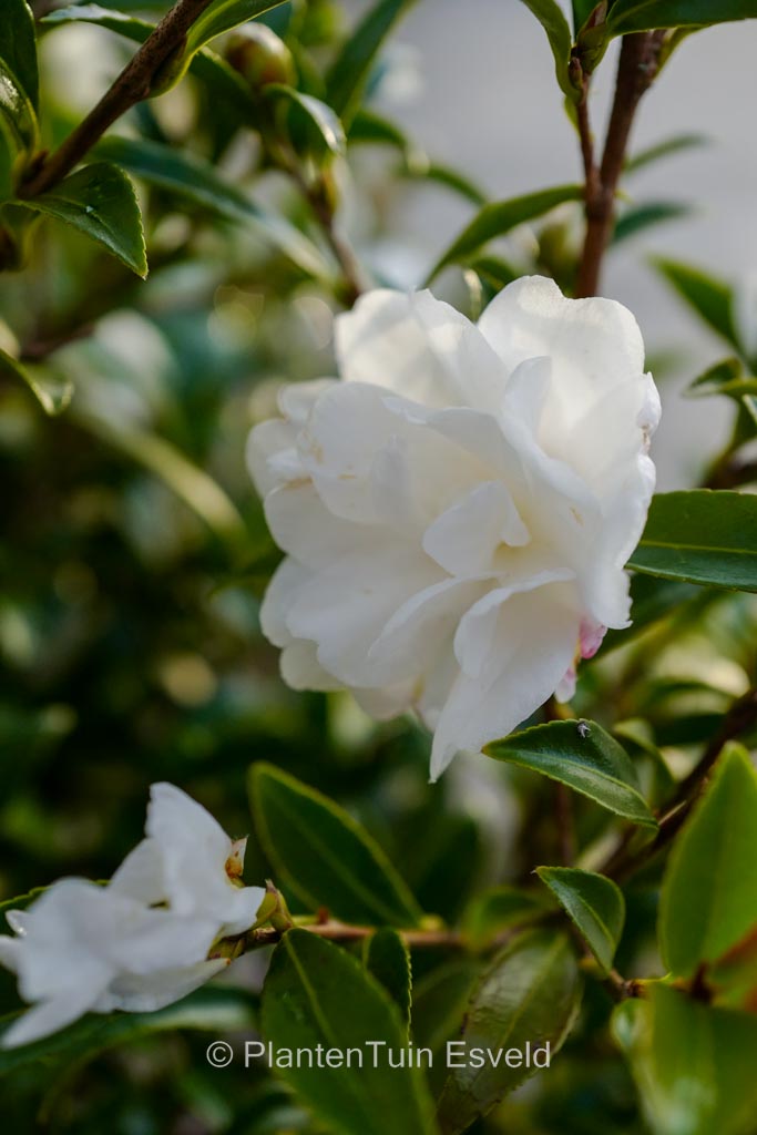 Camellia sasanqua ‘Paradise Little Liane’