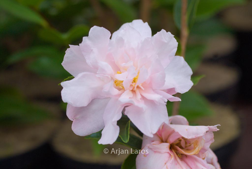 Camellia sasanqua ‘Paradise Petite’
