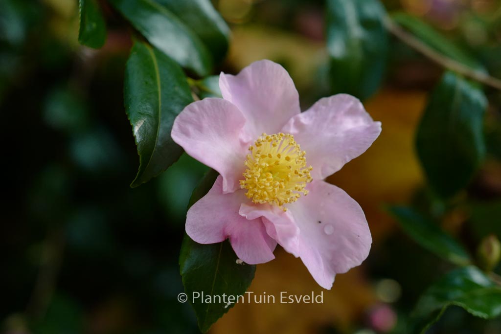 Camellia sasanqua ‘Rosea’