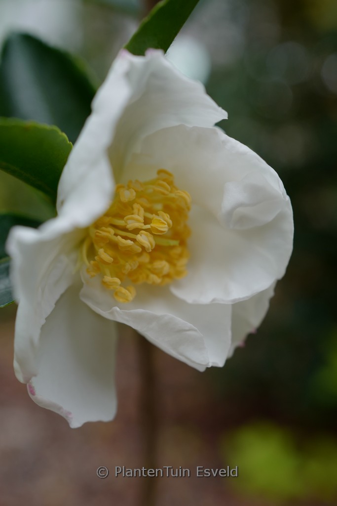Camellia sasanqua ‘Setsugekka’
