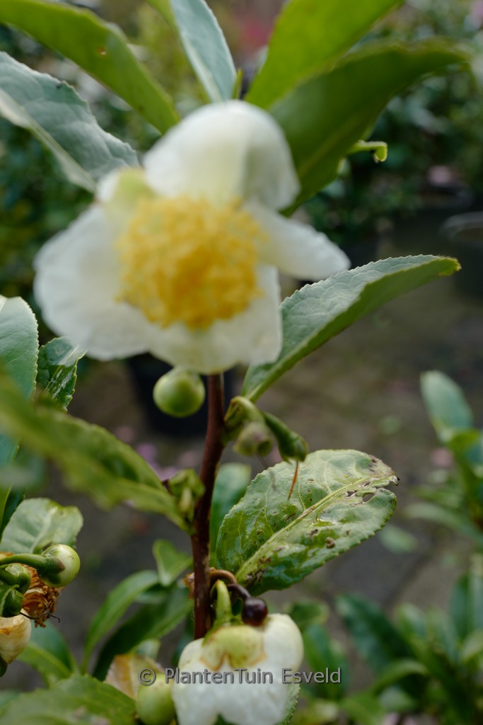 Camellia sinensis ‘Rholida’