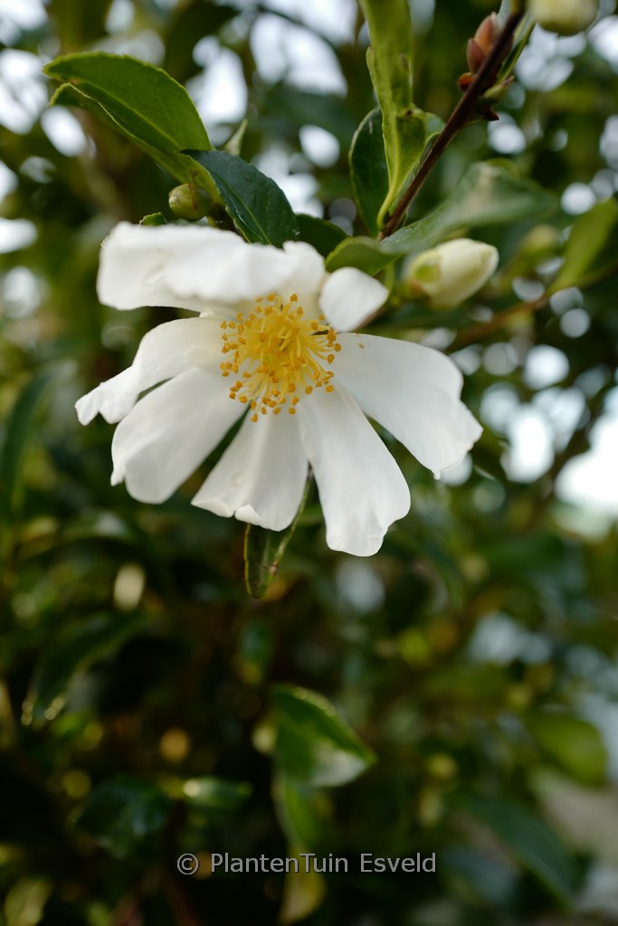 Camellia virgata