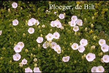 Campanula carpatica ‘Weisse Clips’