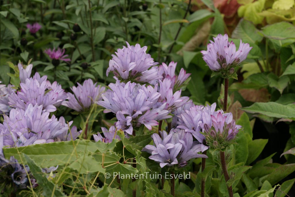 Campanula glomerata ‘Caroline’