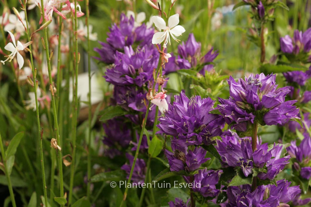 Campanula glomerata ‘Freya’