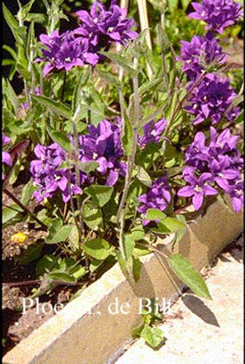 Campanula glomerata ‘Joan Elliott’