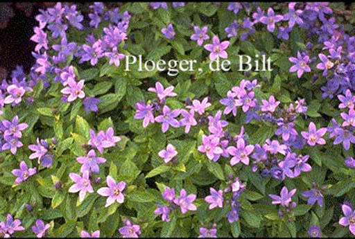 Campanula lactiflora ‘Pouffe’