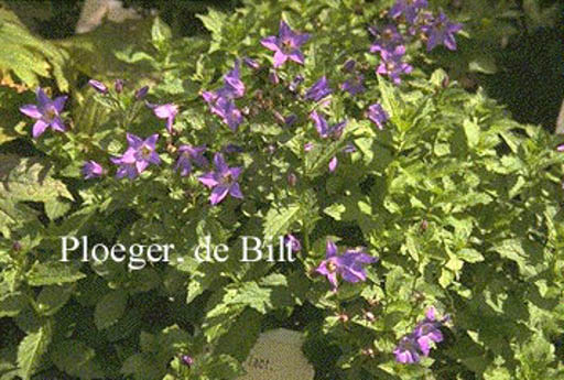 Campanula lactiflora ‘Superba’