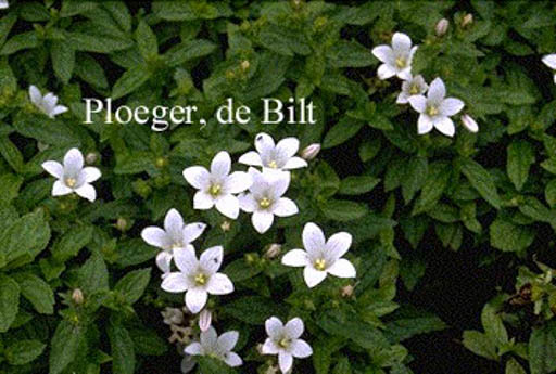Campanula lactiflora ‘White Pouffe’