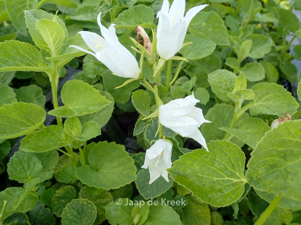 Campanula latifolia ‘Alba’