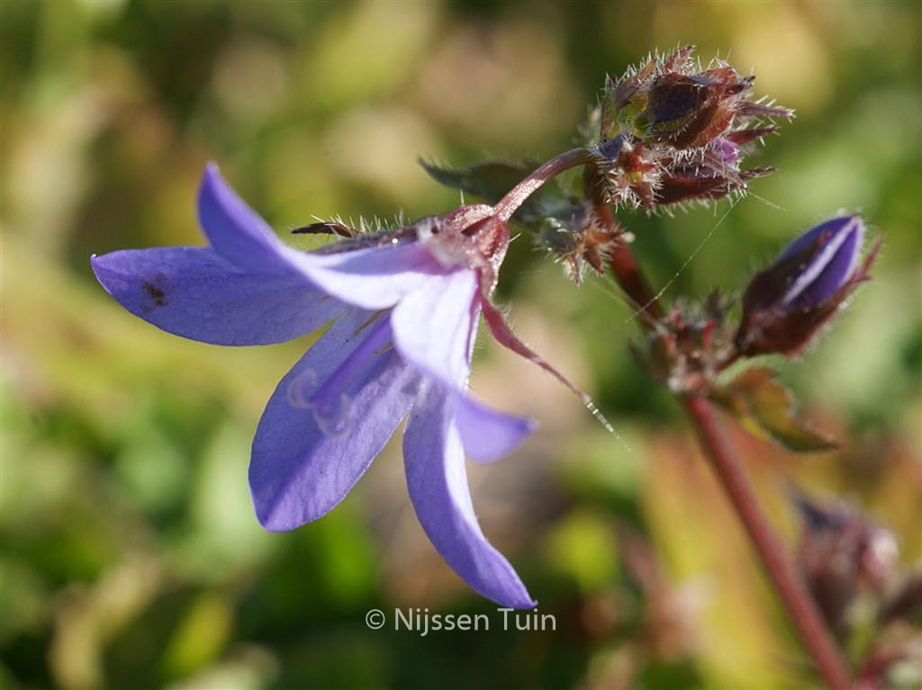 Campanula poscharskyana ‘Stella’