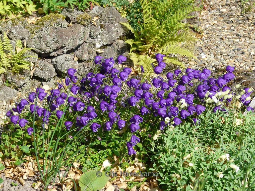 Campanula pulloides ‘G.F. Wilson’