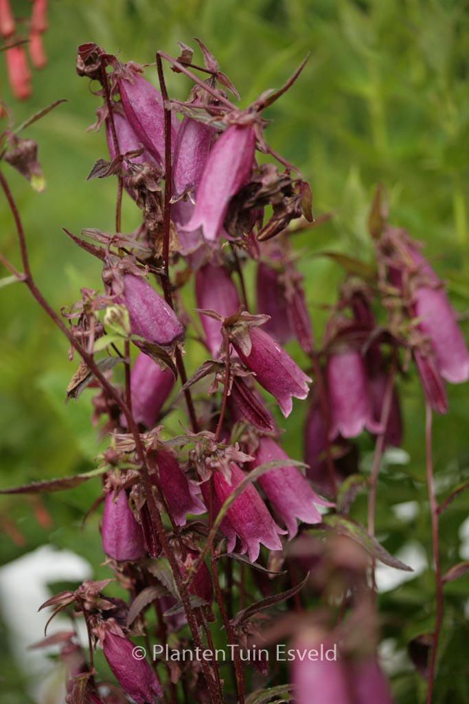 Campanula punctata ‘Rubra’