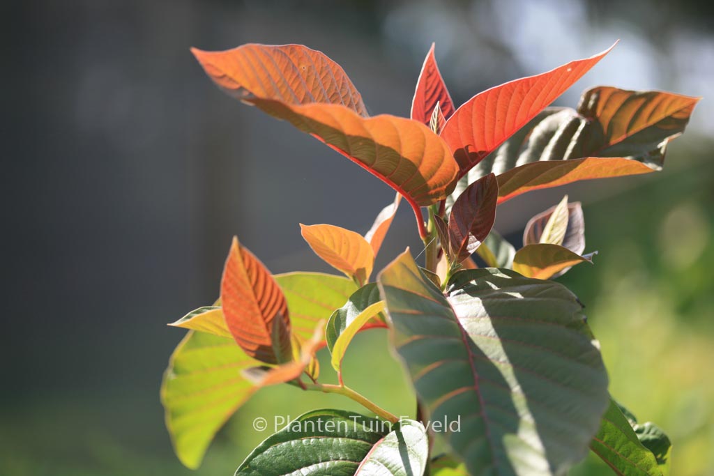Camptotheca acuminata