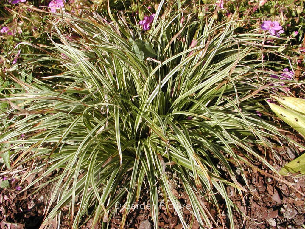 Carex ‘Silver Sceptre’