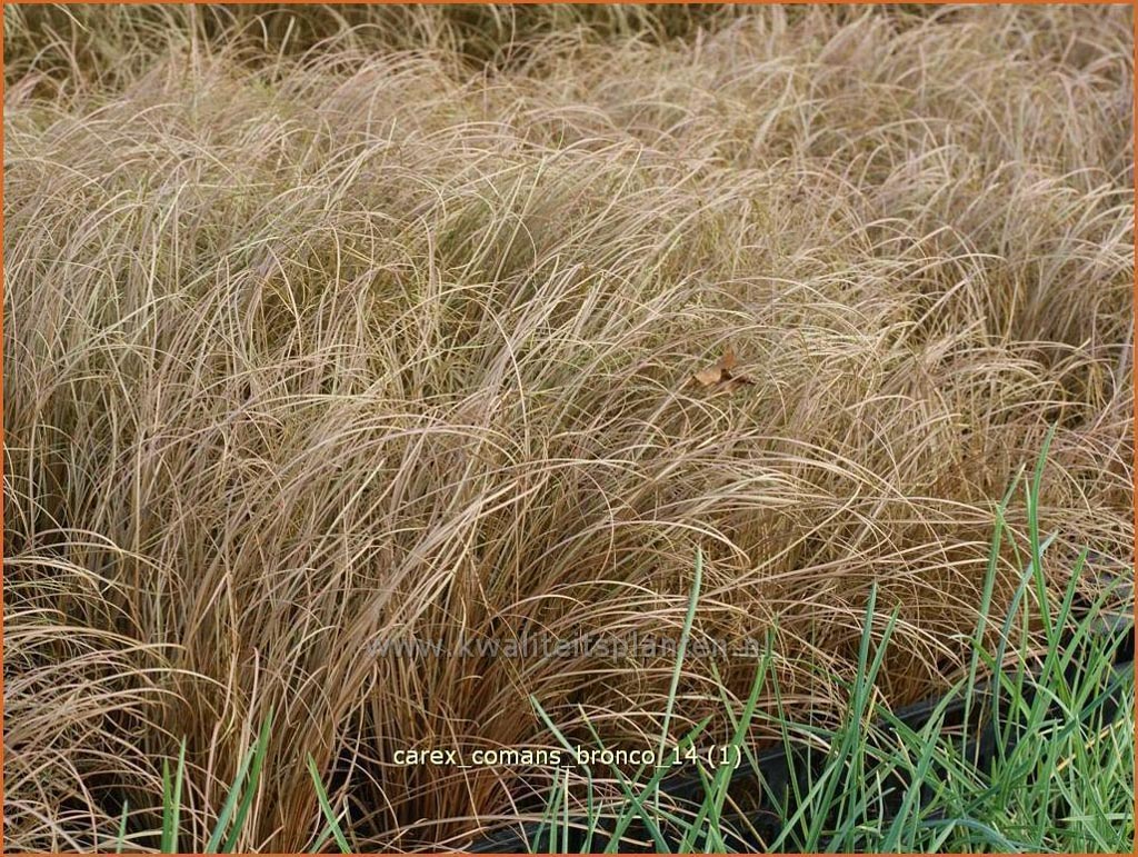 Carex comans ‘Bronco’