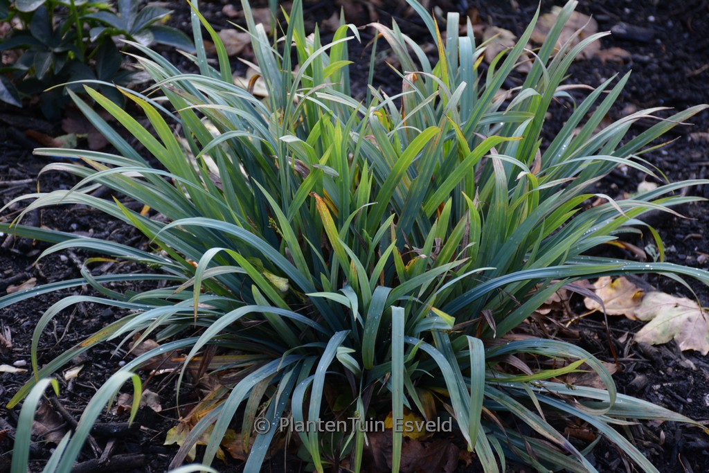 Carex flacca ‘Blue Zinger’