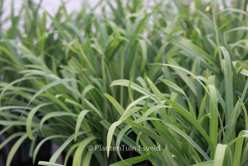 Carex laxiculmis ‘Bunny Blue’