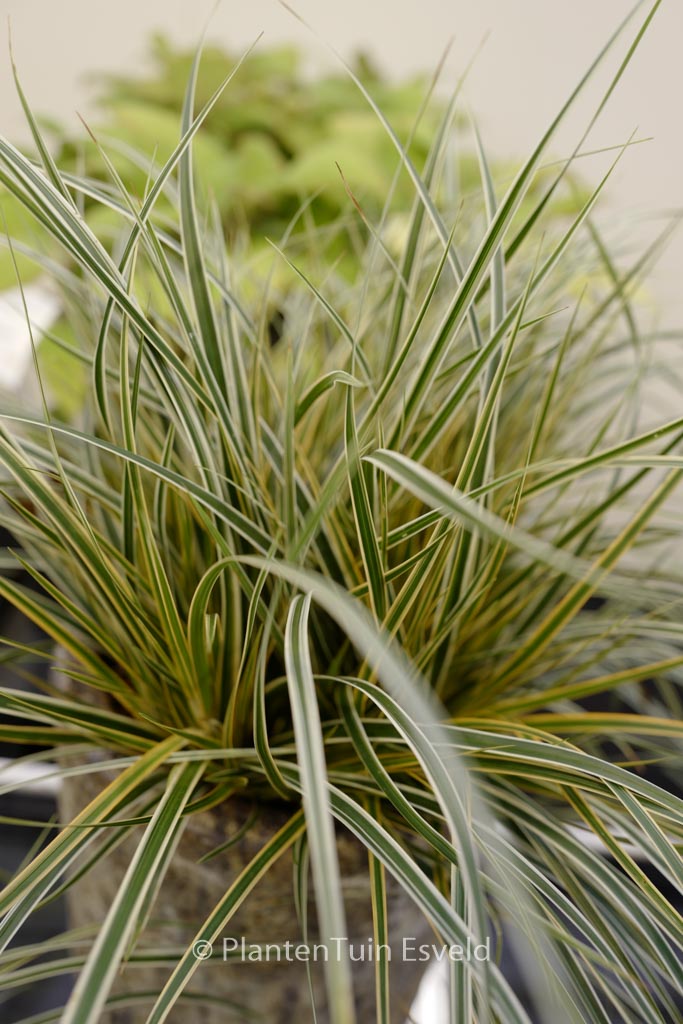 Carex morrowii ‘Everglow’ (EverColor)