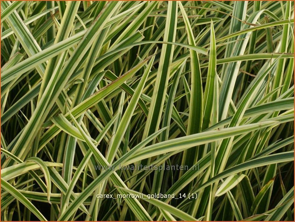 Carex morrowii ‘Goldband’