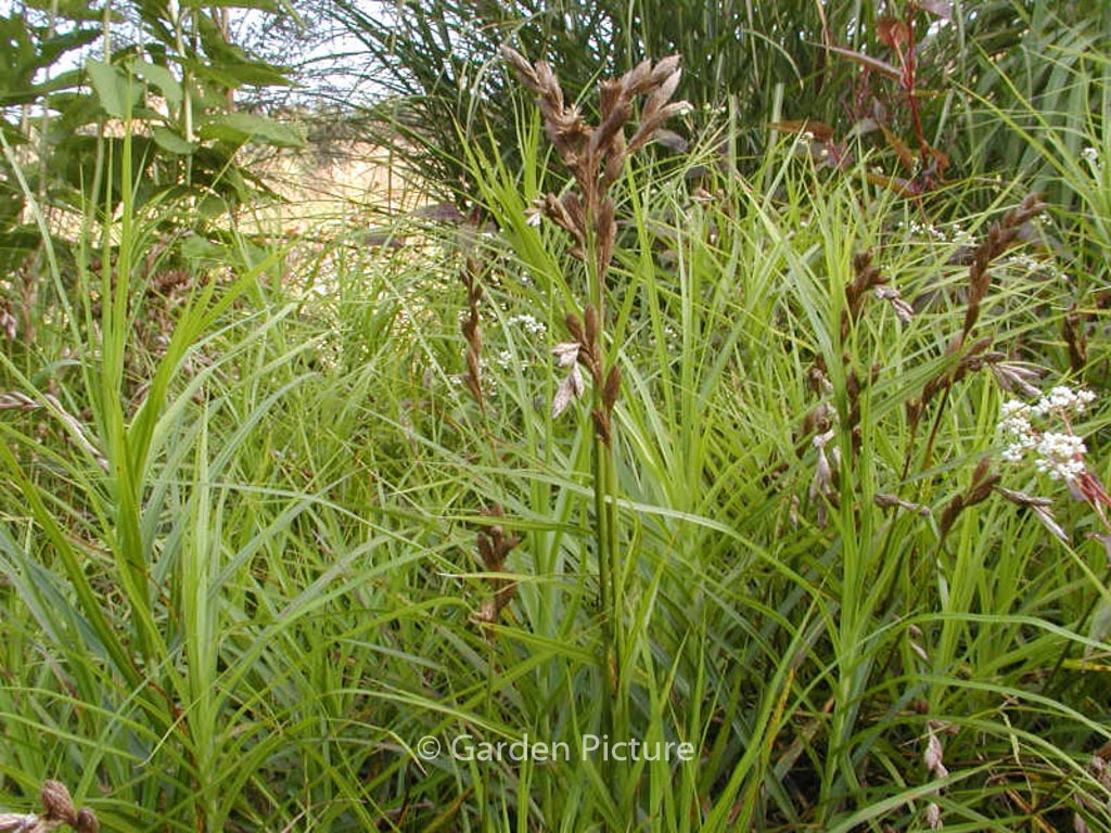 Carex muskingumensis