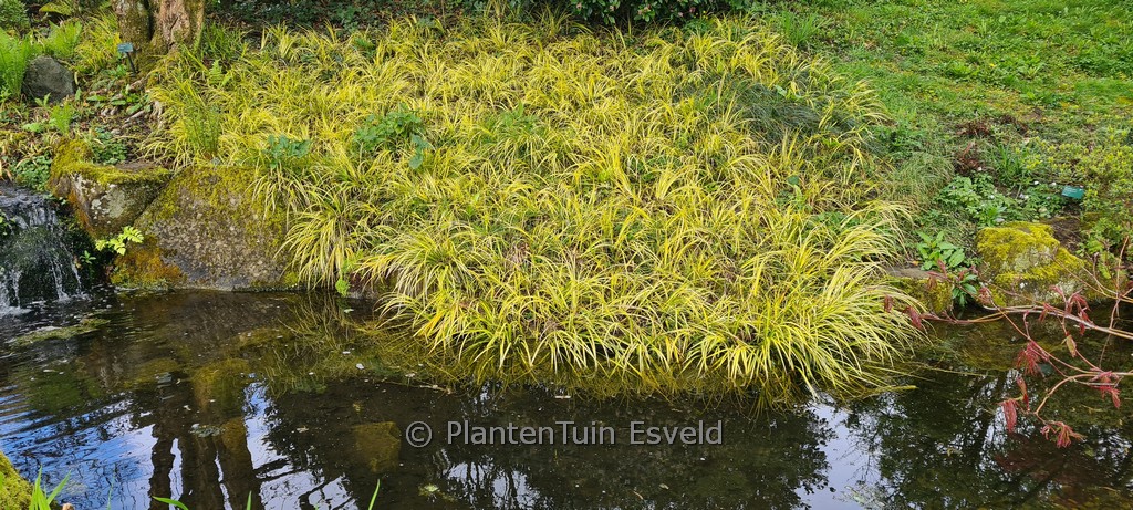 Carex oshimensis ‘Evergold’