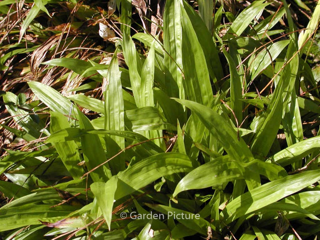 Carex plantaginea