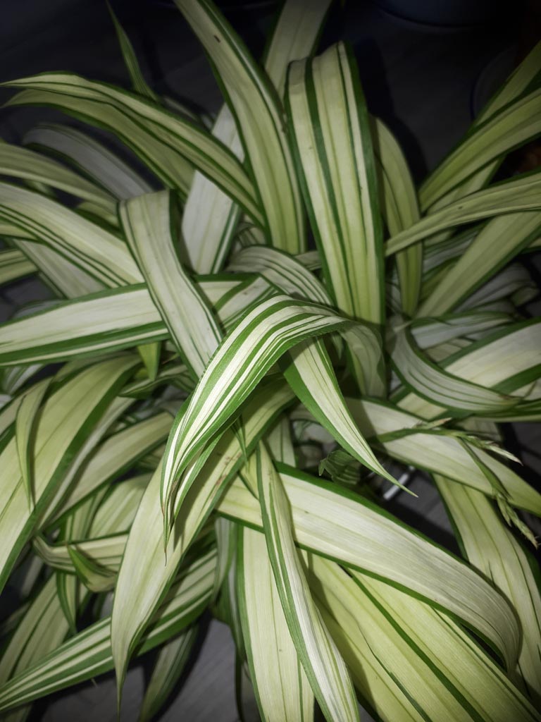 Carex siderosticta ‘Shiro’