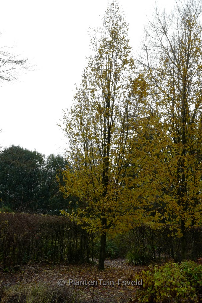 Carpinus betulus ‘Frans Fontaine’