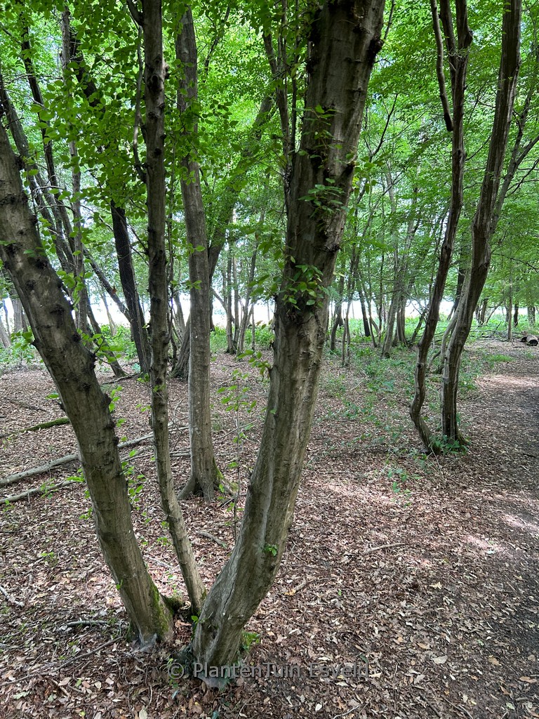 Carpinus orientalis
