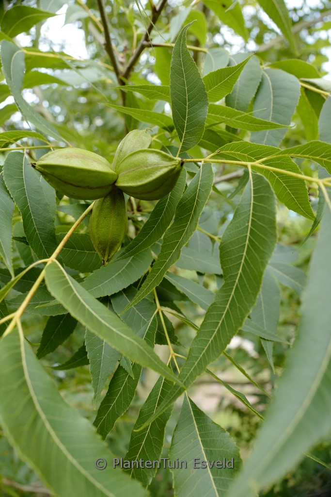 Carya illinoinensis ‘Pawnee’