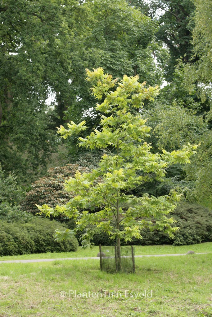 Carya illinoinensis