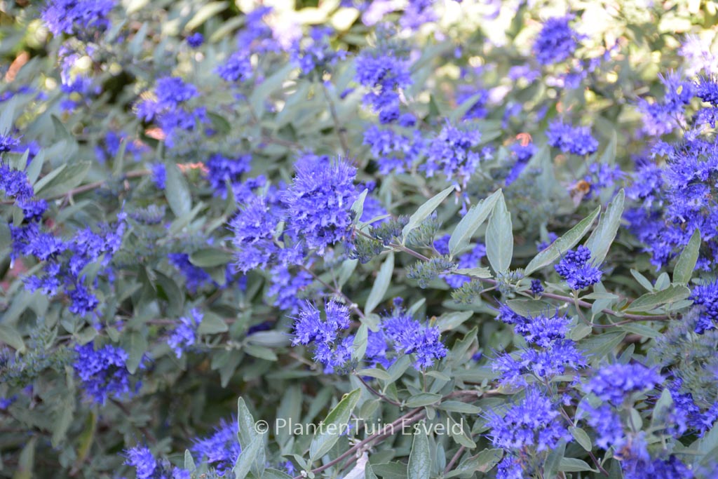 Caryopteris clandonensis ‘Kew Blue’