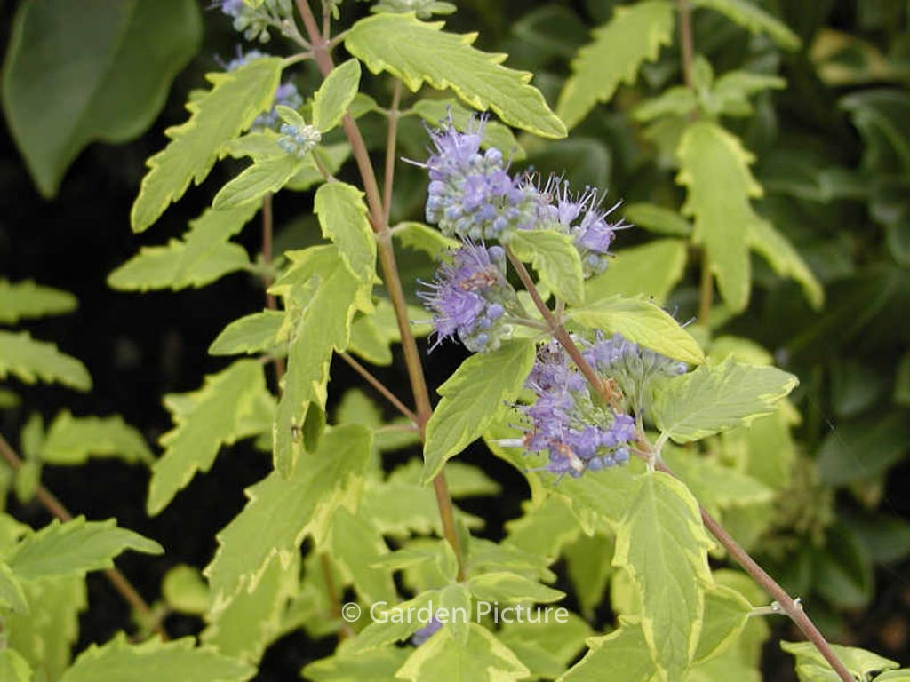 Caryopteris clandonensis ‘Summer Sorbet’