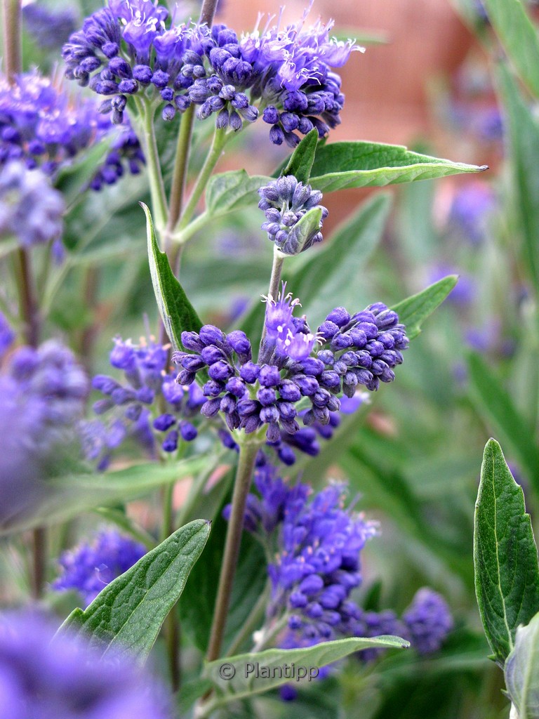 Caryopteris clandonensis ‘Thetis’