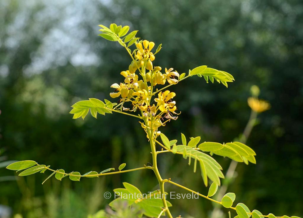 Cassia hebecarpa