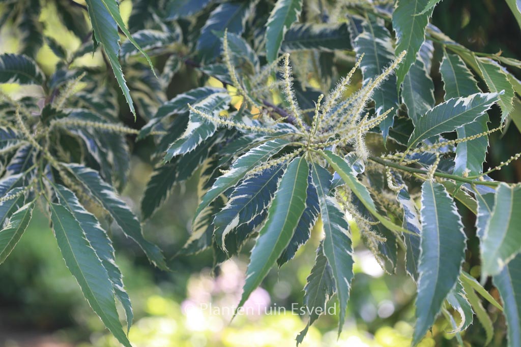 Castanea sativa ‘Variegata’