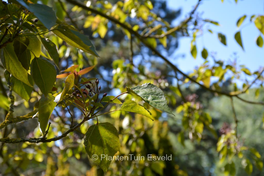 Catalpa fargesii duclouxii