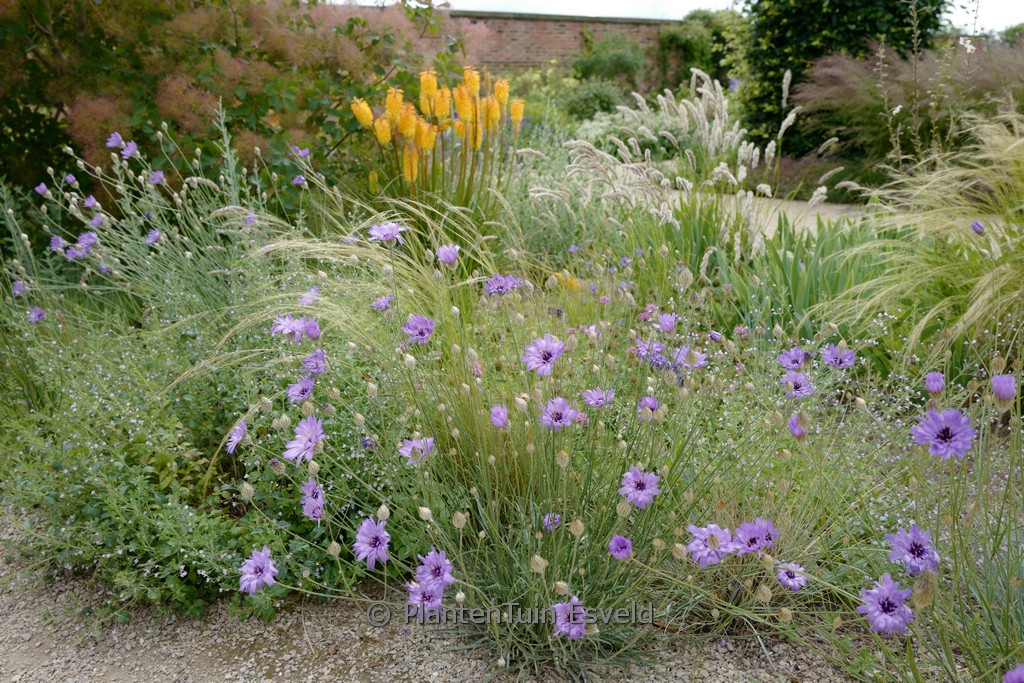 Catananche caerulea ‘Major’