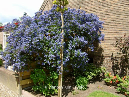 Ceanothus ‘Concha’