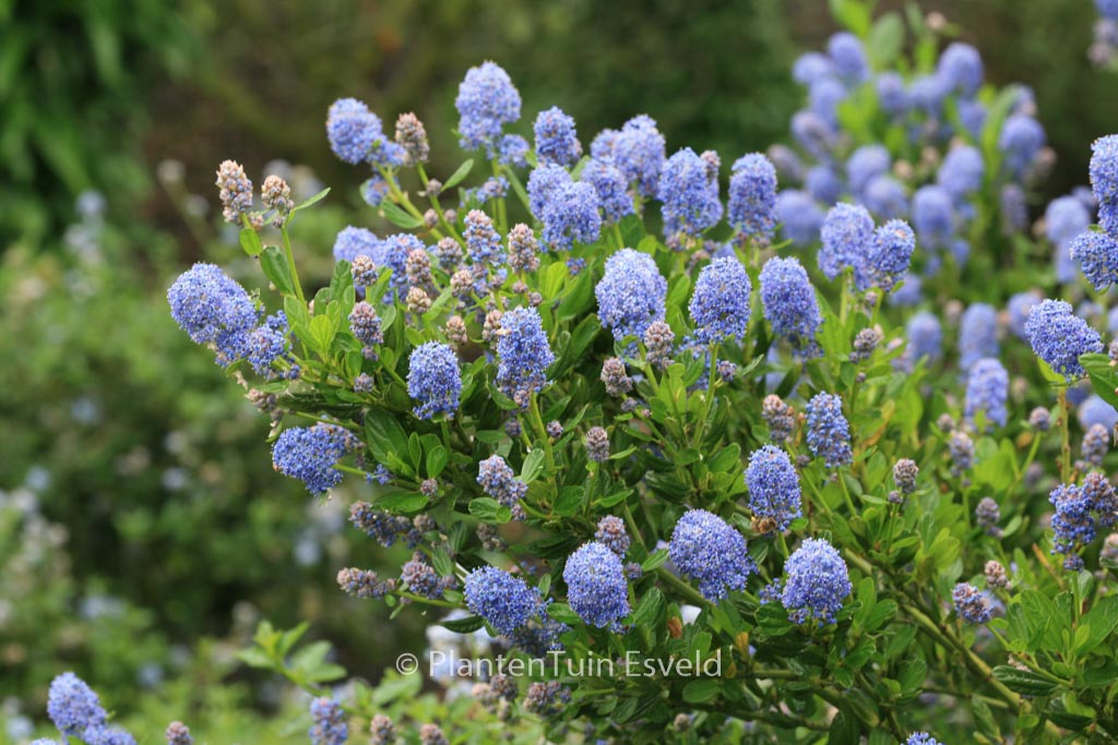 Ceanothus impressus ‘Victoria’